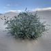 Astragalus lentiginosus micans - Photo 由 Matt Berger 所上傳的 (c) Matt Berger，保留部份權利CC BY