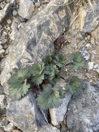 Image of Cymopterus gilmanii by (c) Matt Berger, some rights reserved (CC BY)