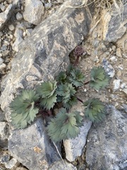 Cymopterus gilmanii