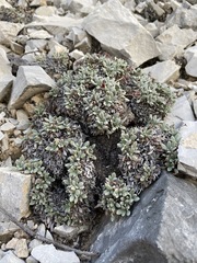 Eriogonum gilmanii