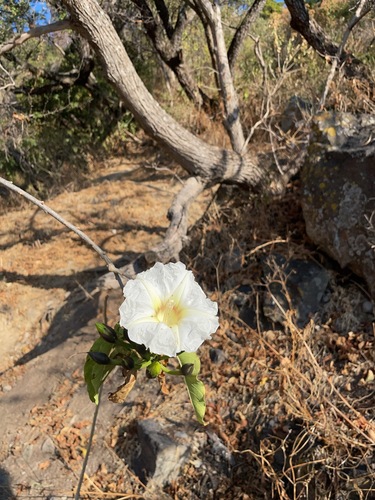 Ipomoea intrapilosa