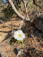 Ipomoea intrapilosa