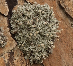 Helichrysum sutherlandii