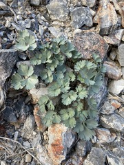 Cymopterus gilmanii