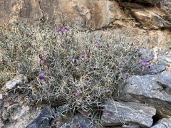 Astragalus panamintensis