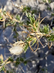 Hecastocleis shockleyi