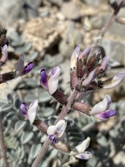 Astragalus layneae
