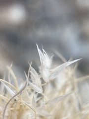 Blepharidachne kingii