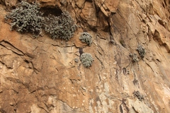 Helichrysum sutherlandii