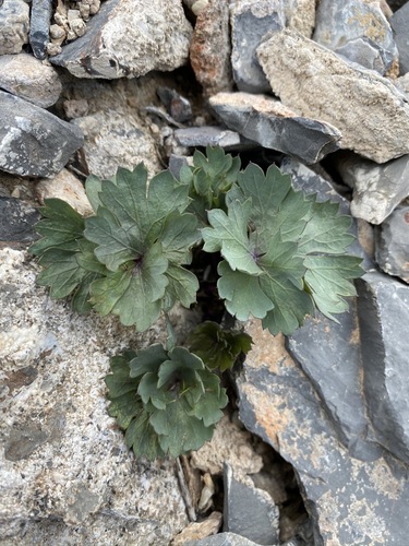 Image of Cymopterus gilmanii by (c) Matt Berger, some rights reserved (CC BY)