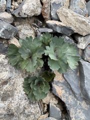 Cymopterus gilmanii
