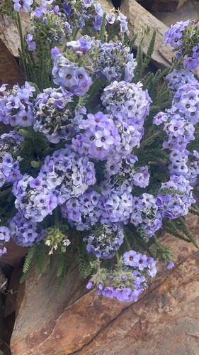 Skypilot (Polemonium eximium)