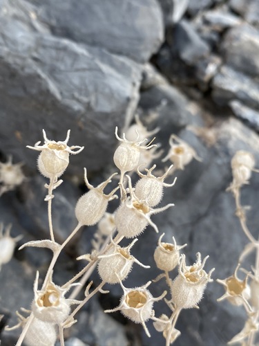 Image of Argus Blazingstar (Mentzelia oreophila) by (c) Matt Berger, some rights reserved (CC BY)