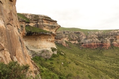 Helichrysum sutherlandii