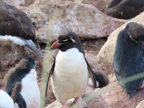 iNaturalist image