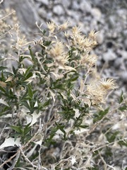 Hazardia brickellioides