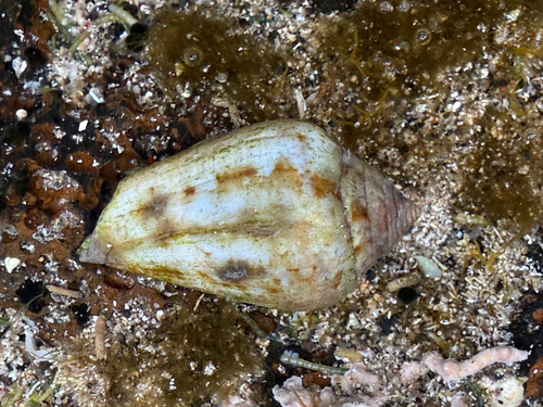 Conus guanche