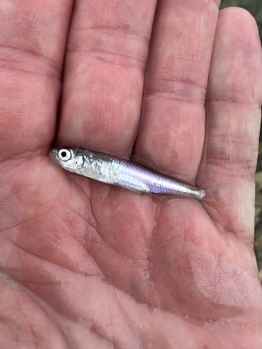 Notropis atherinoides