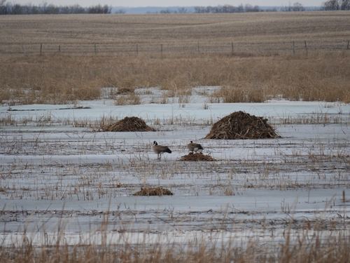 Canada Goose