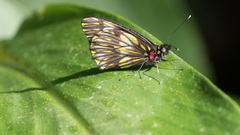 Catasticta notha