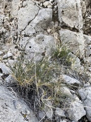 Eremogone macradenia