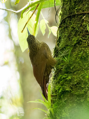 Xiphocolaptes promeropirhynchus