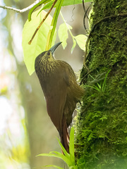 Xiphocolaptes promeropirhynchus