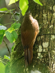 Xiphocolaptes promeropirhynchus