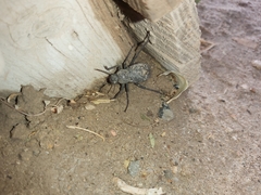 Trachyderma philistina