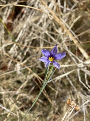 Image of Sisyrinchium funereum by (c) Matt Berger, some rights reserved (CC BY)