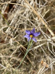 Sisyrinchium funereum