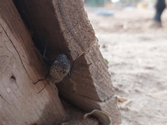 Trachyderma philistina