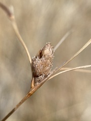 Fimbristylis thermalis