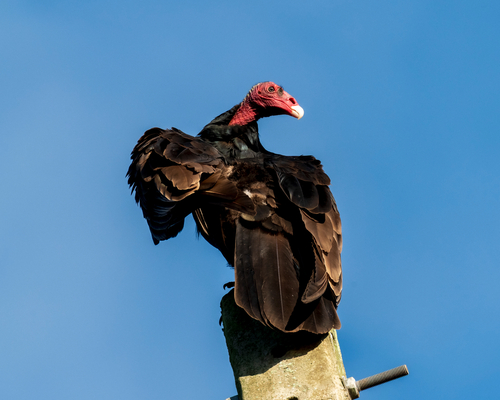 Turkey Vulture