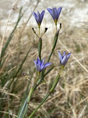 Sisyrinchium funereum