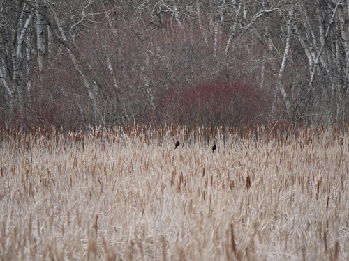 Red-winged Blackbird