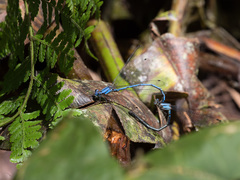 Argia anceps