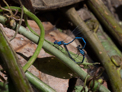 Argia anceps