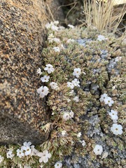 Phlox condensata, photograph (c) lucaswoj, some rights reserved (CC BY)