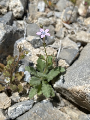 Rock gilia (Gilia scopulorum)