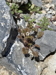 Phacelia rotundifolia