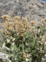 Hazardia brickellioides