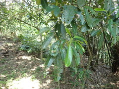Turpinia ternata