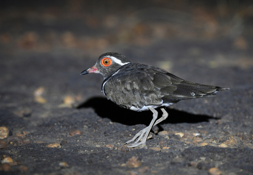 Forbes's Plover