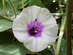 Ipomoea tiliacea