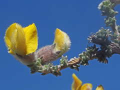 Aspalathus intervallaris