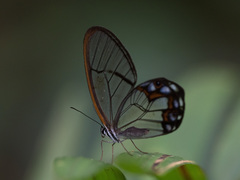 Pseudohaetera hypaesia