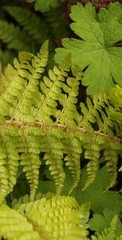 Polystichum sinense