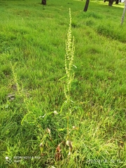 Rumex crispus