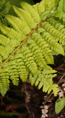 Polystichum sinense